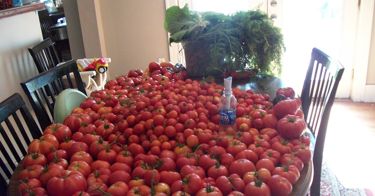 What to do with too many tomatoes