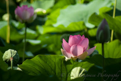 Nelumbo nucifera Floare de Lotus flower Lotosblume λωτόςλουλούδι fiorediloto flordelótus flordeloto lótuszvirág