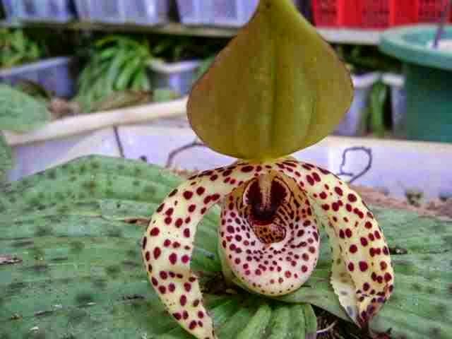 http://sciencythoughts.blogspot.co.uk/2014/06/the-freckled-cypripedium-classified-as.html