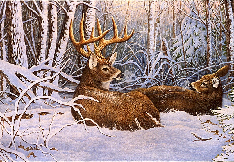 Wildlife Art Wildlife Art