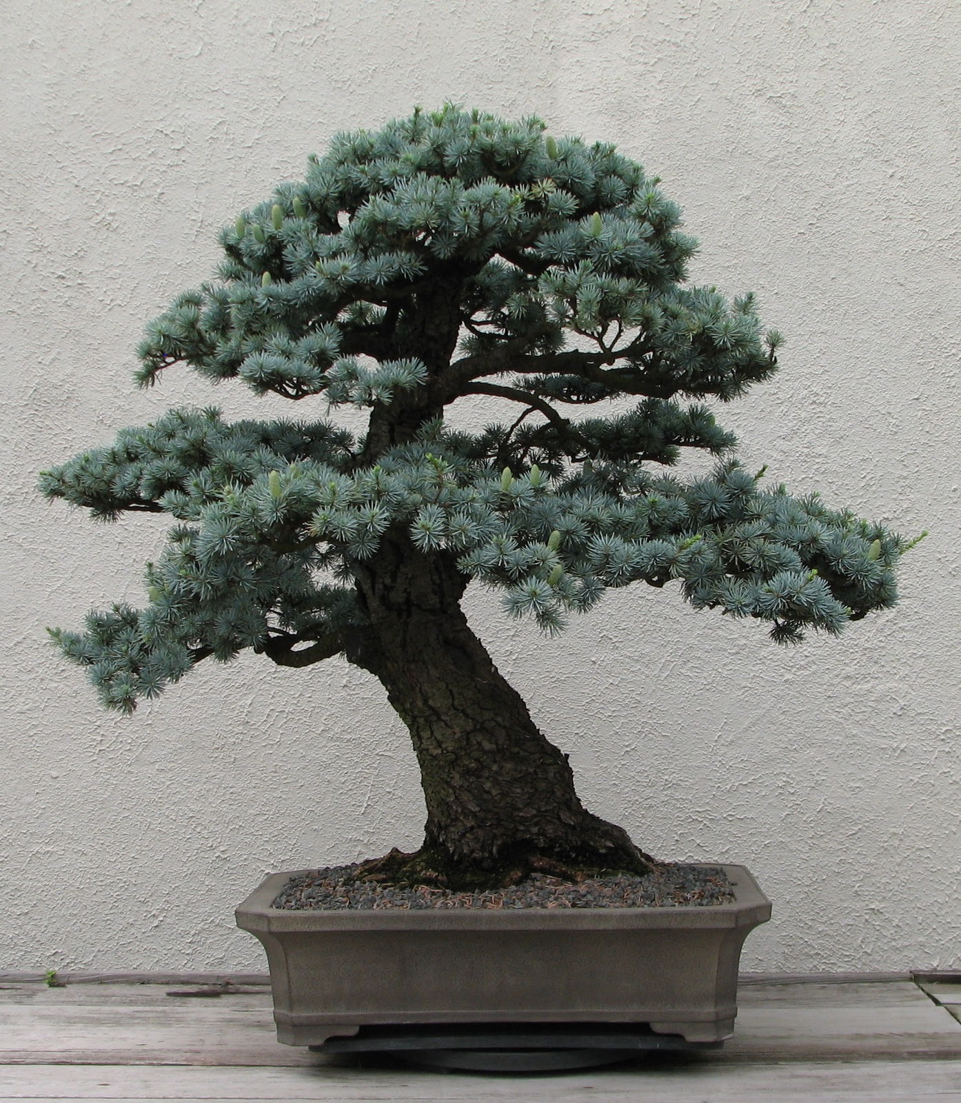 HonBonsai Intro Kanji Penjing Bonsai Saikei Y Hn Non B HonBonsai Intro Kanji Penjing Bonsai Saikei Y Hn Non B