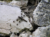 Common Whitetail femle