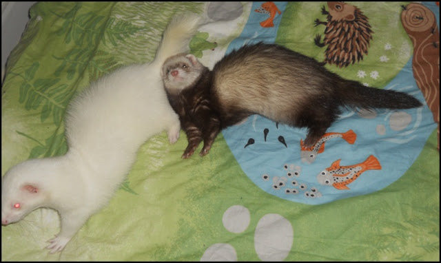 Fretti ferret 