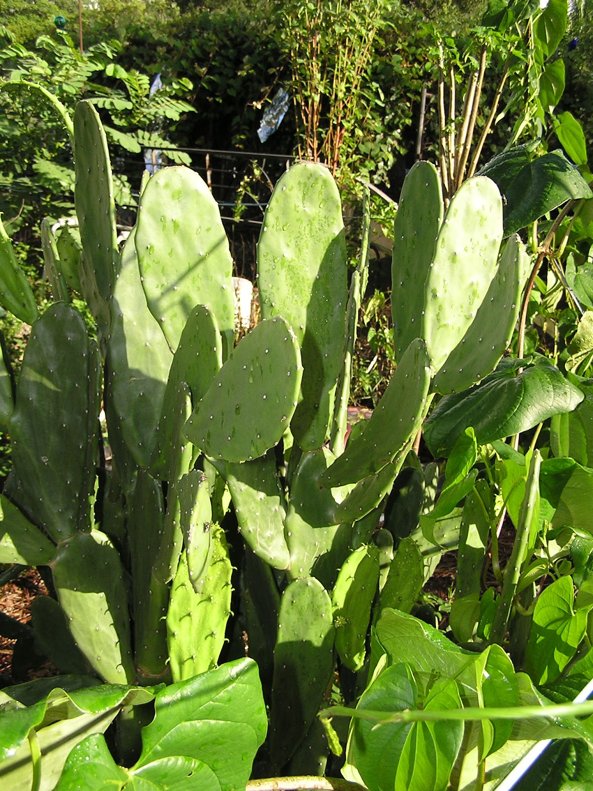 John Starnes' Urban Farm "Thornless" Edible Opuntia Cacti