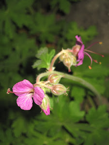 Perennial Geranium-Pink