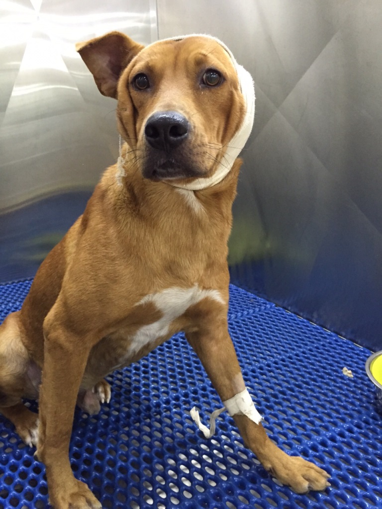 ear hematoma left untreated ear hematoma left untreated breeds picture ear hematoma left untreated ear hematoma left untreated breeds picture
