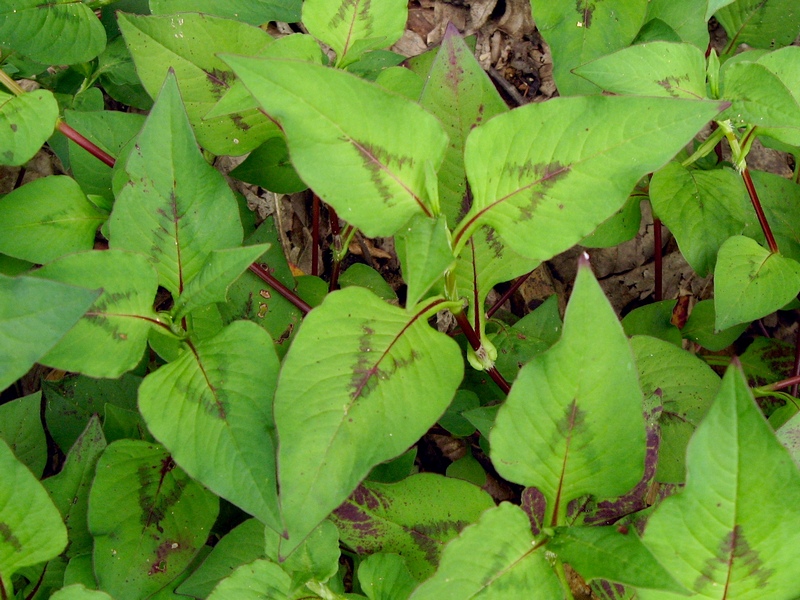 Exotic Herbs and Plants in Mao Naga Cuisine Part III