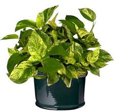 poto (Epipremnum aureum) poto (Epipremnum aureum)