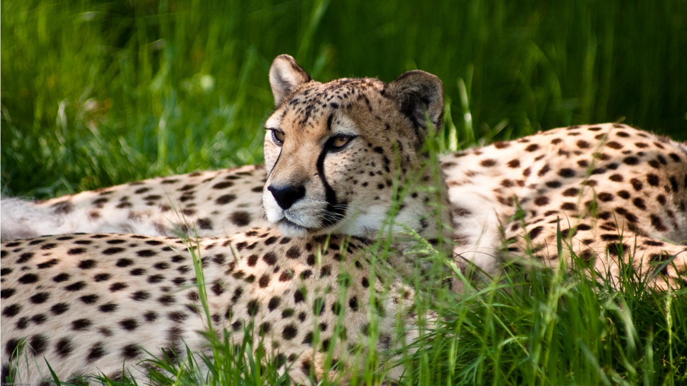 Name : Cheetah; Author : Adnan