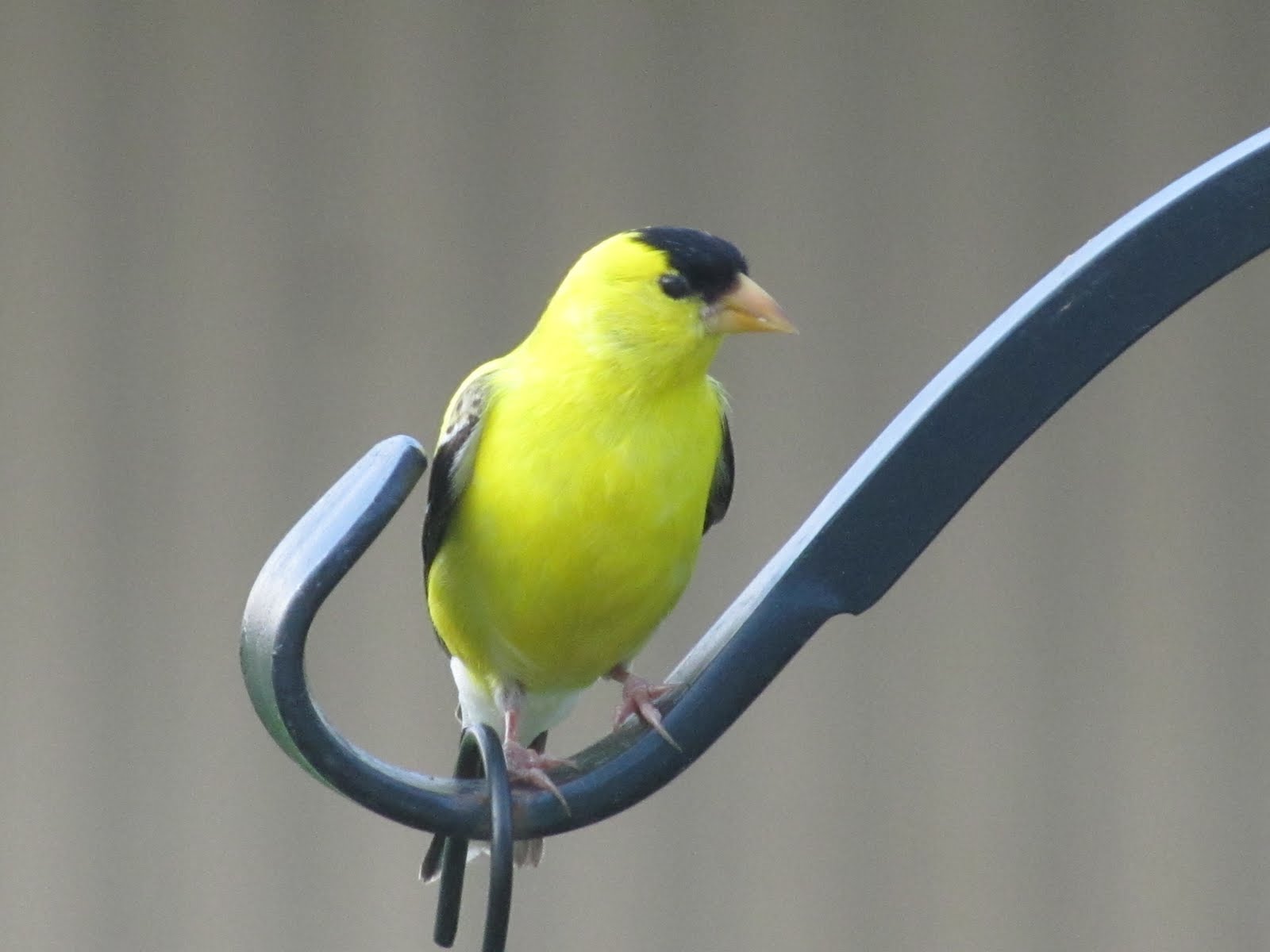 cherokeefox ARKANSAS BIRDS 2