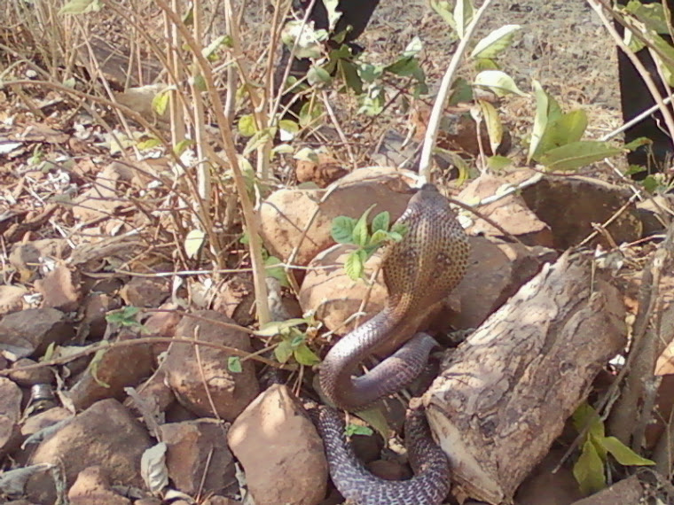 INDIAN COBRA