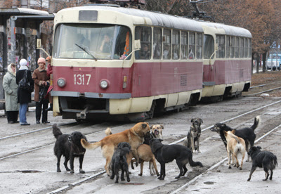 Фото Укринформ: бродячие собаки