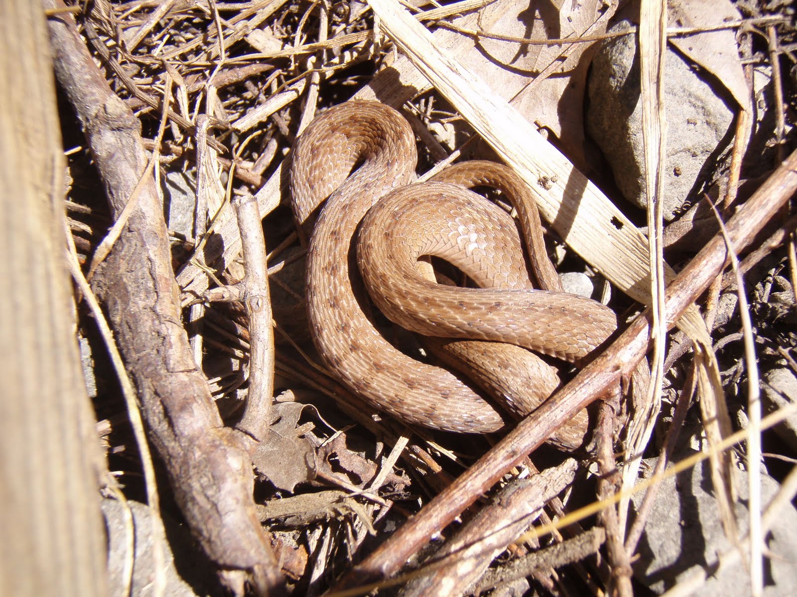 Plants and Wildlife of New Jersey DeKay's Snake (Brown Snake