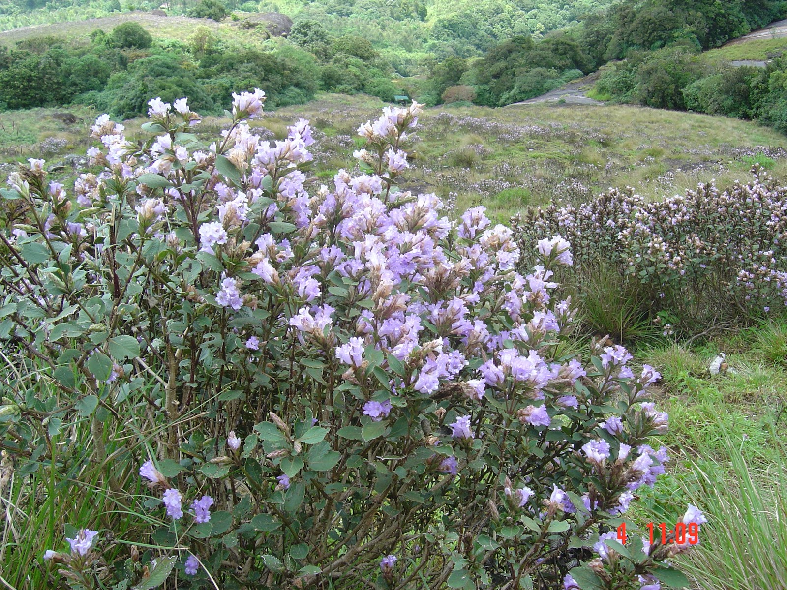 followme Kurinji Flower Nature's Gift to Mankind