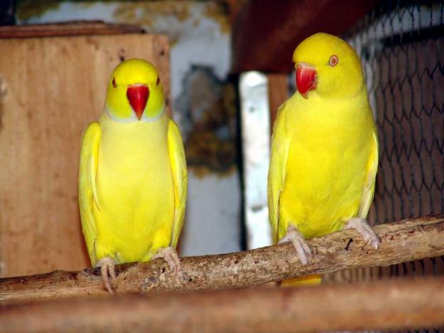 All Wallpapers: Yellow Parrots