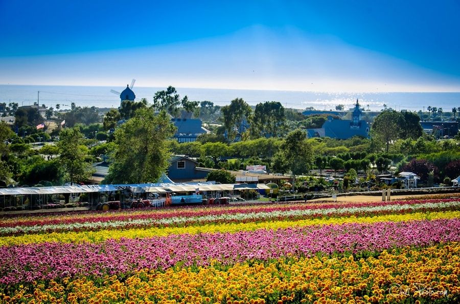 32. The Flower Fields in Carlsbad, CA by Jack Wang 32. The Flower Fields in Carlsbad, CA by Jack Wang
