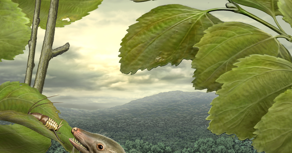 Species New to Science: [PaleoMammalogy • 2013] Mother of Mammals: Meet