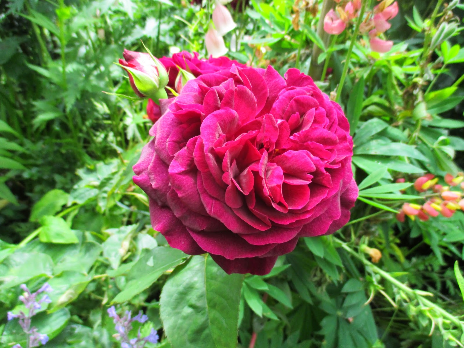 Catching Up In The Garden