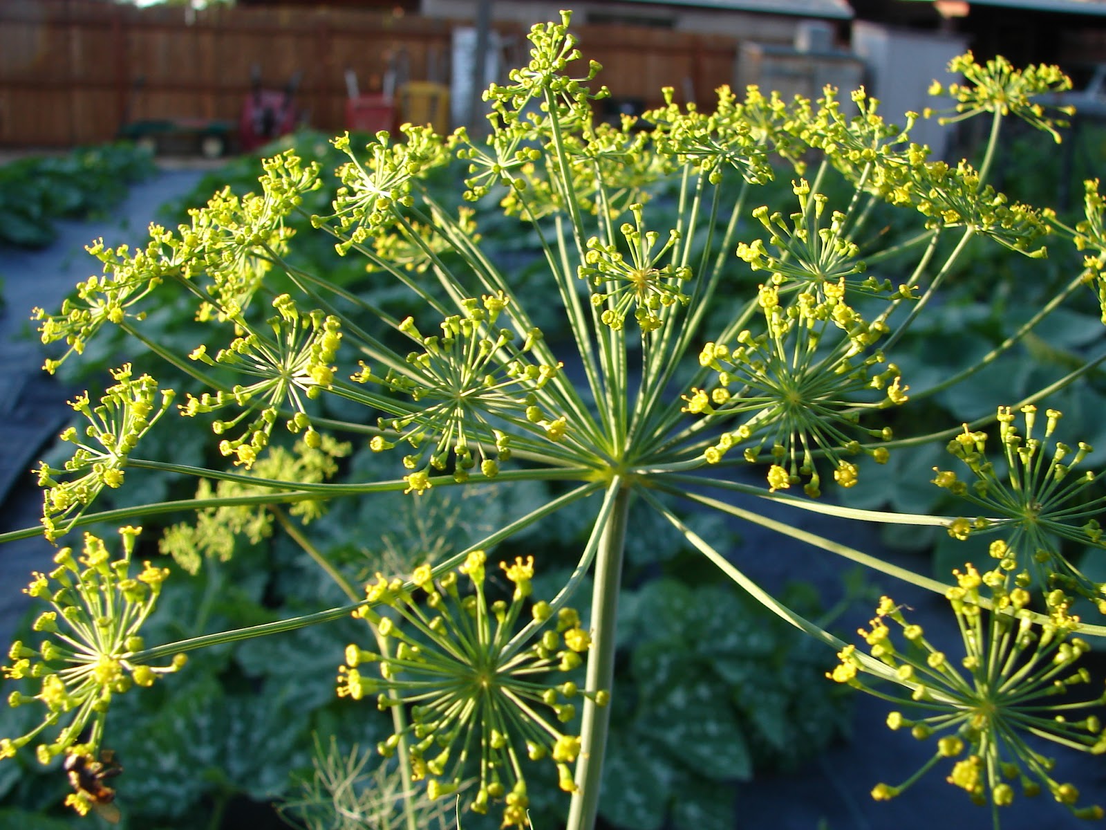 New Utah Gardener July Fireworks! Dill Flowers!