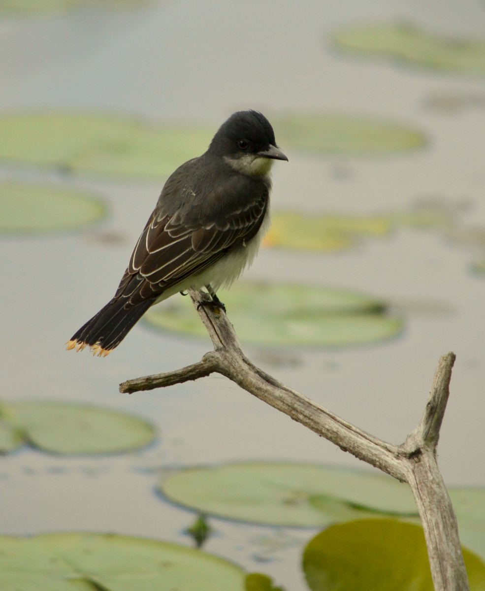 List 100+ Pictures Small White Bird With Blacktipped Wings Superb