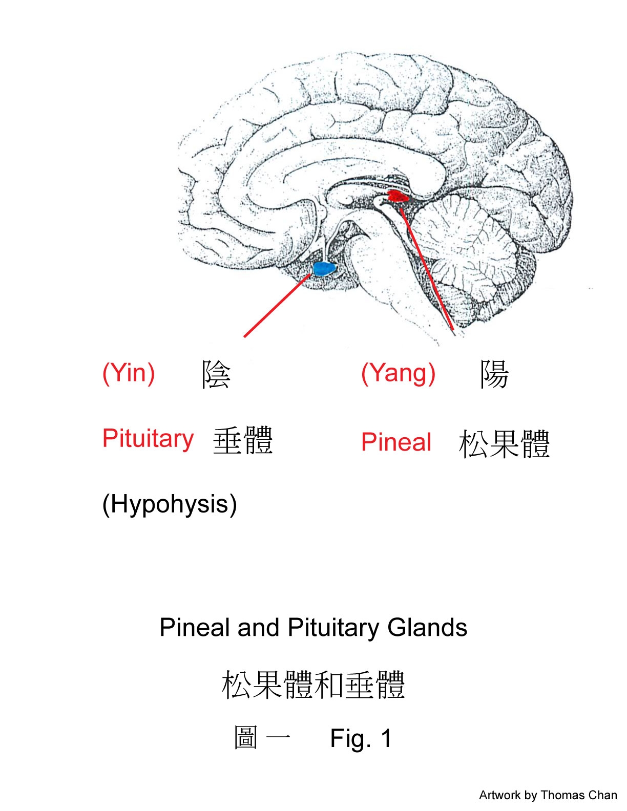 Brain Third Ventricle