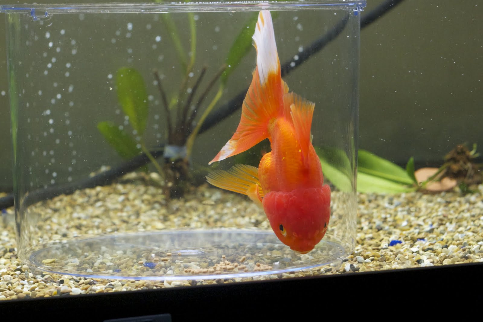 Goldfish Care Project Goldfish Bowl