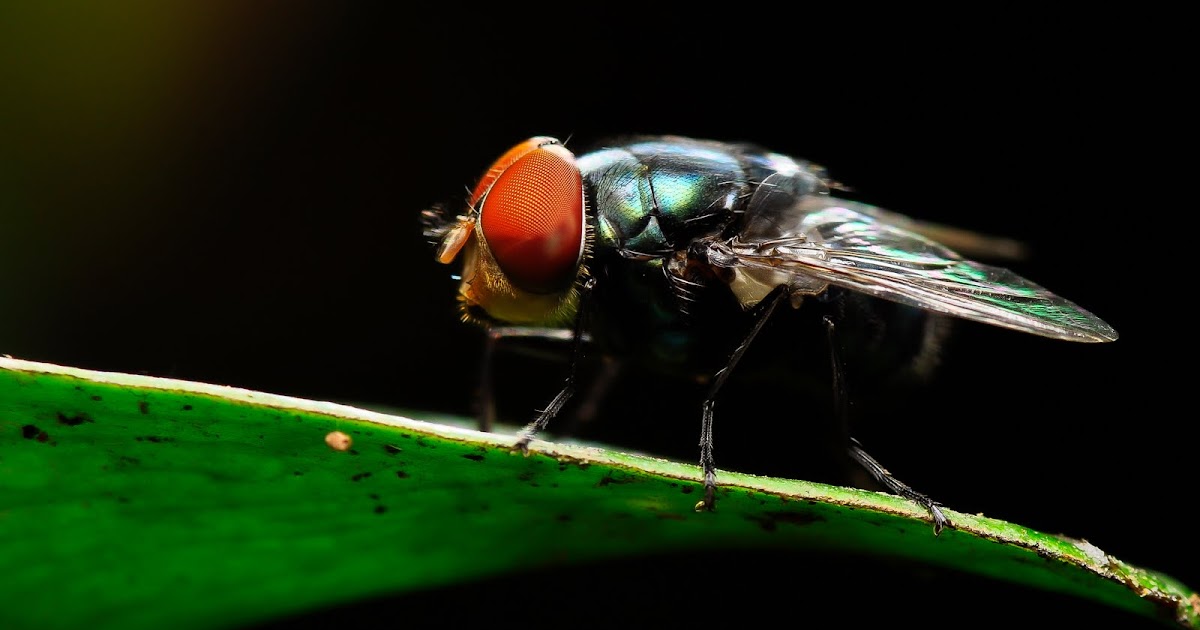 Section47 Cerita Tentang Lalat