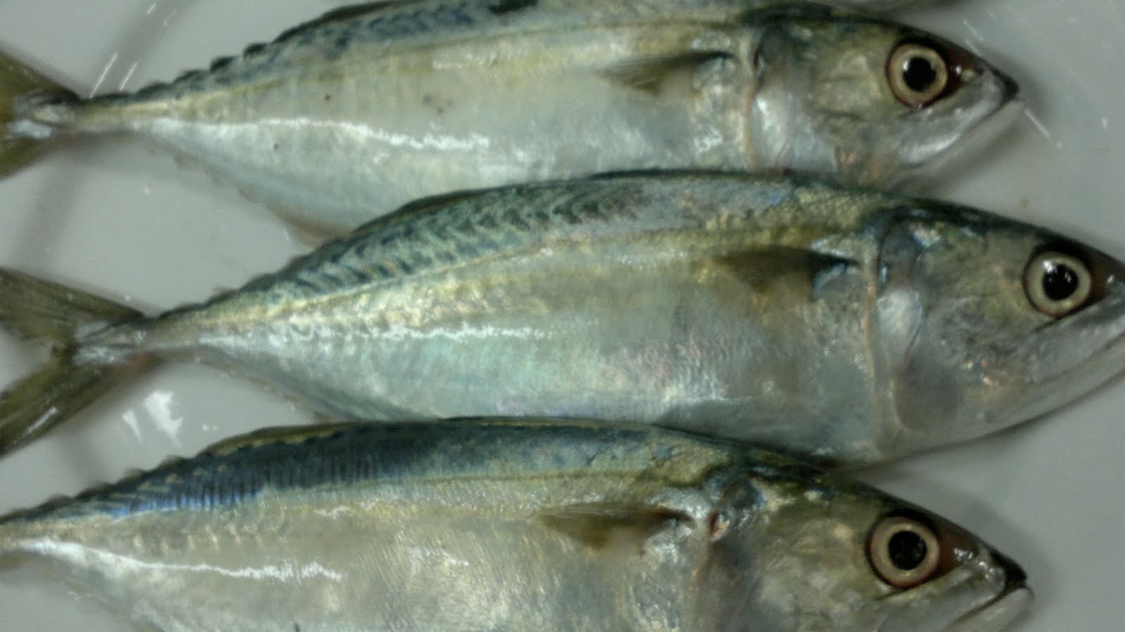 MENU STEAMED MACKEREL FISH WITH CHILLI AND GALANGAL
