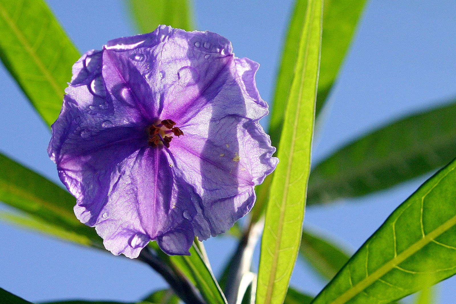 Botany word of the day Nectar guides Lines or spots directing