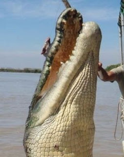 Foto de um crocodilo gigante Foto de um crocodilo gigante