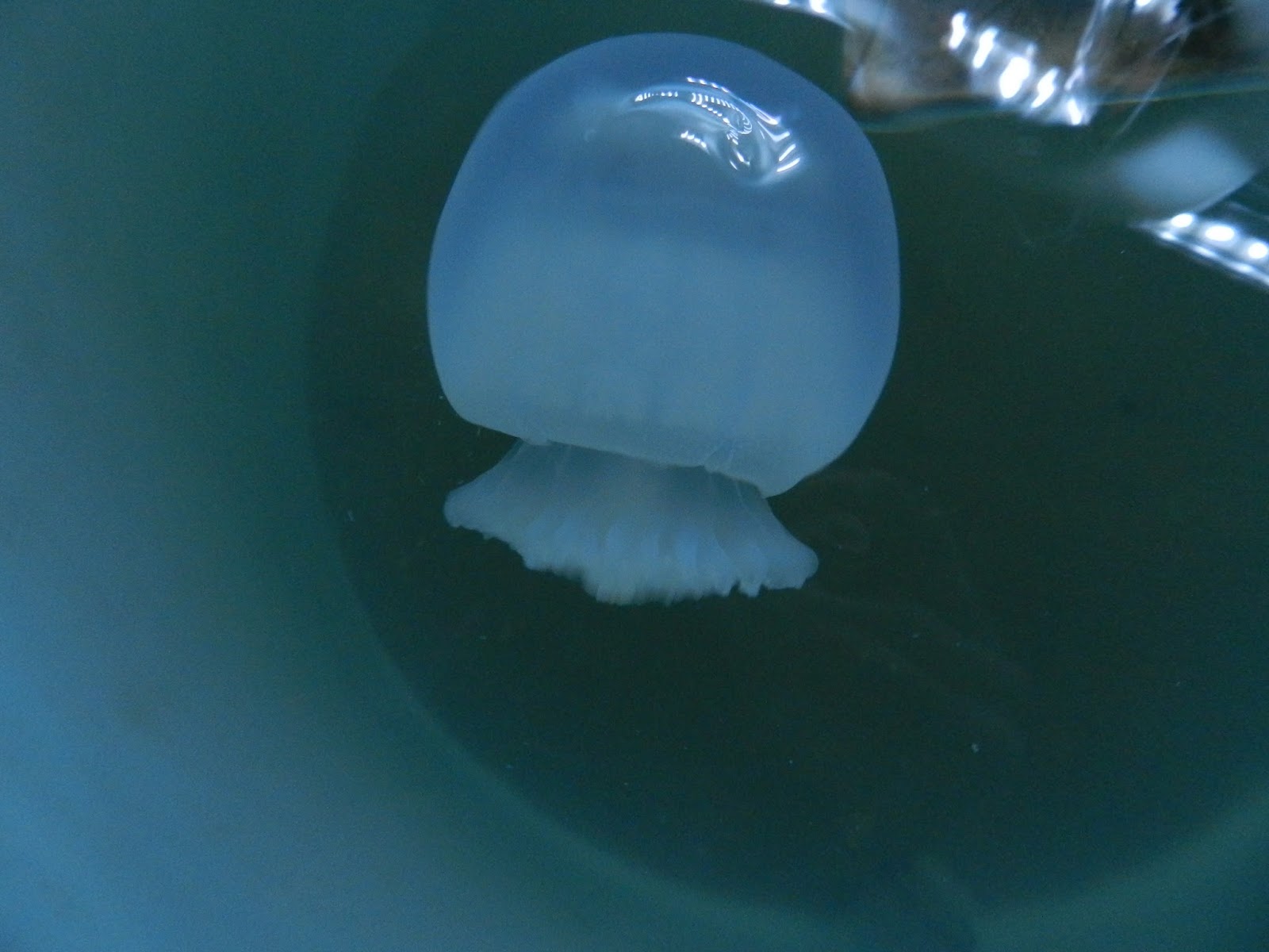 Raising Pet Jellyfish Pictures of my jellies