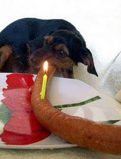 Funny DOG Pictures