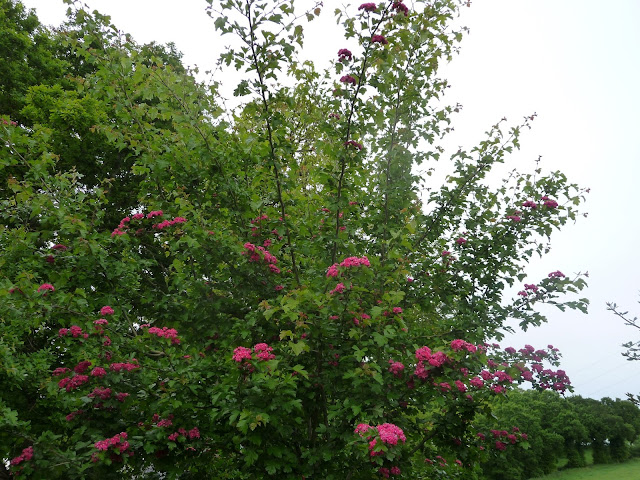 Roses Du Jardin Cheneland Buddleia Florence