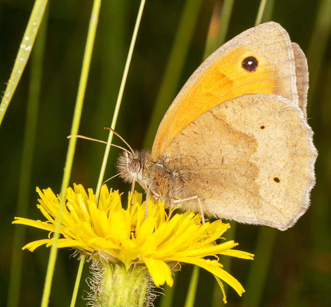 Meadow Brown, Maniola jurtina. Orpington Field Club trip to Lullingstone Country Park, 14 June 2014. Meadow Brown, Maniola jurtina. Orpington Field Club trip to Lullingstone Country Park, 14 June 2014.