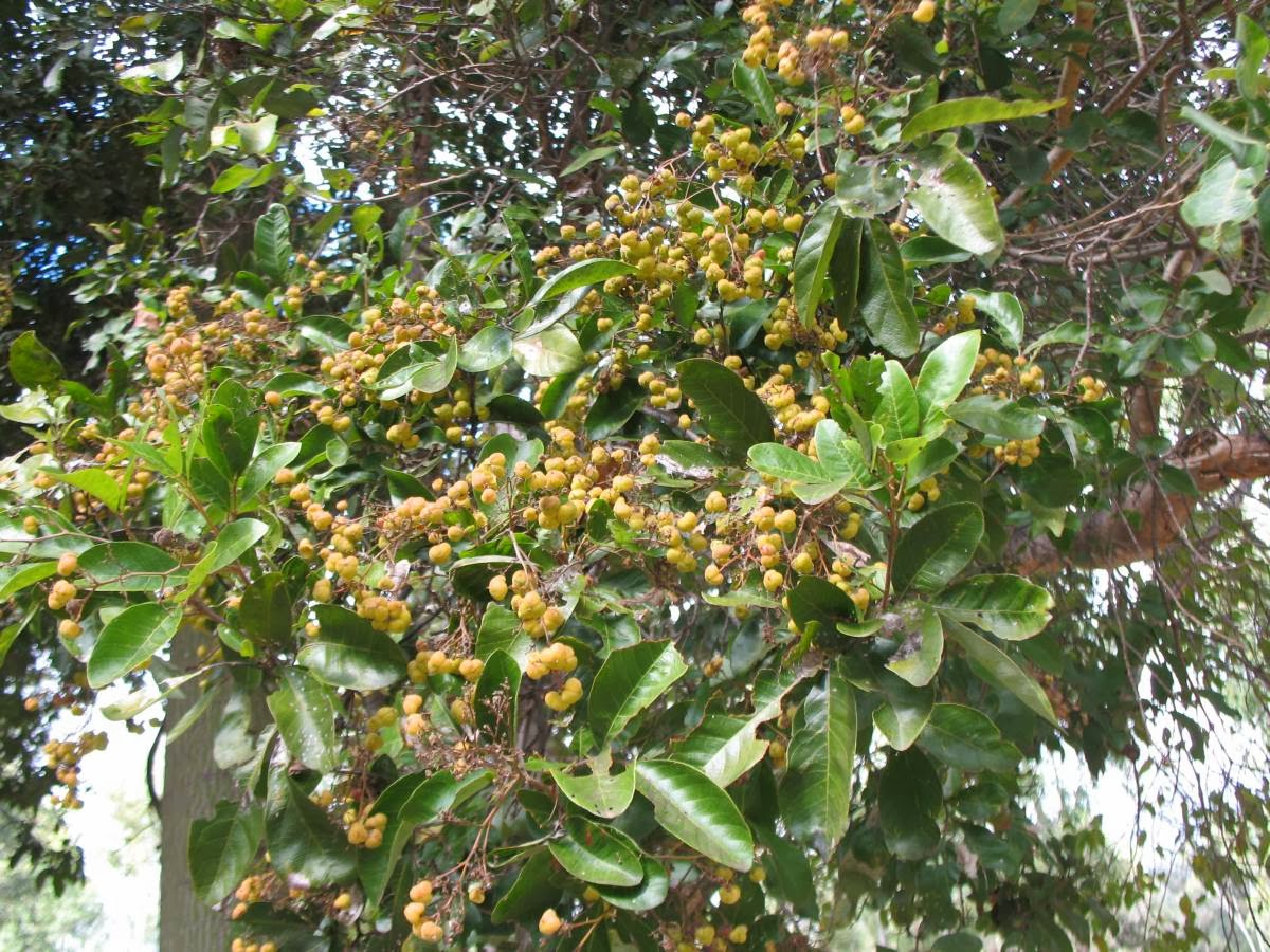 Liliana Usvat Reforestation and Medicinal use of the Trees Cheese
