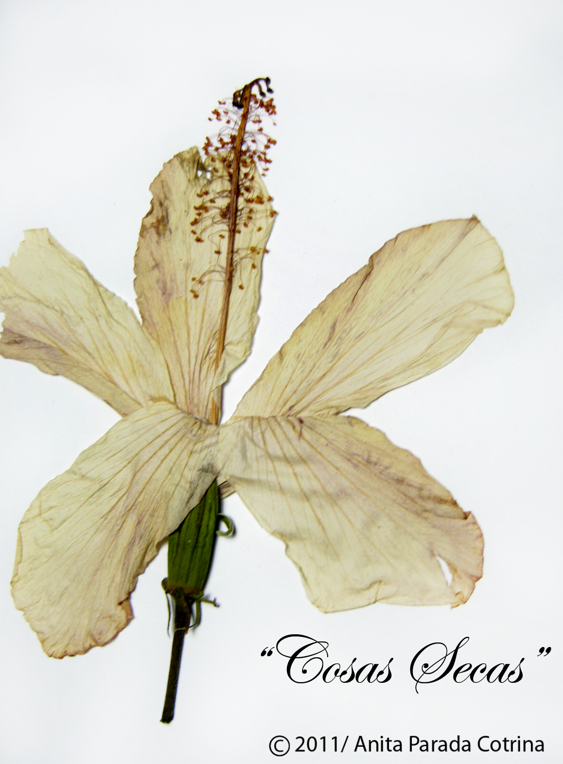 anicrispc/portafolio: Recogí unas cosas: "Cosas Secas"