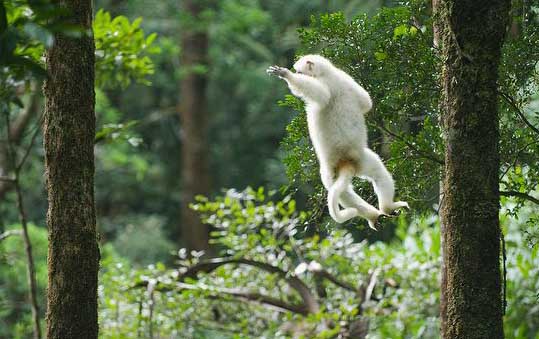 help-amazing-almost-extinct-animals-silky-sifaka help-amazing-almost-extinct-animals-silky-sifaka