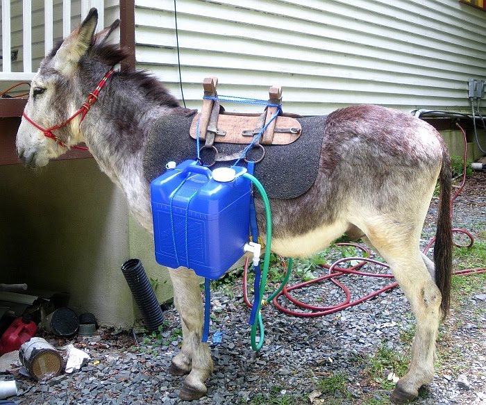 Donkey In Water