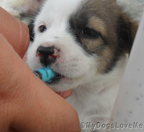 deworming puppy my dogs me puppy deworming and administering medicine to dogs deworming puppy my dogs me puppy deworming and administering medicine to dogs