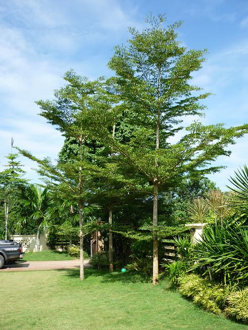 Seri Pinang Rekabentuk Lanskap Halaman Rumah Serta Pokok Hiasan