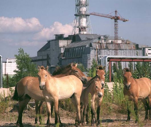 Resultado de imagen para fauna en chernobyl