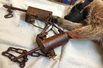 Wildlife Emergency Services blog: Barbaric trap snares raccoon