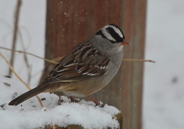 This White-crowned Sparrow is studying something. He must have spied another sunflower seed.