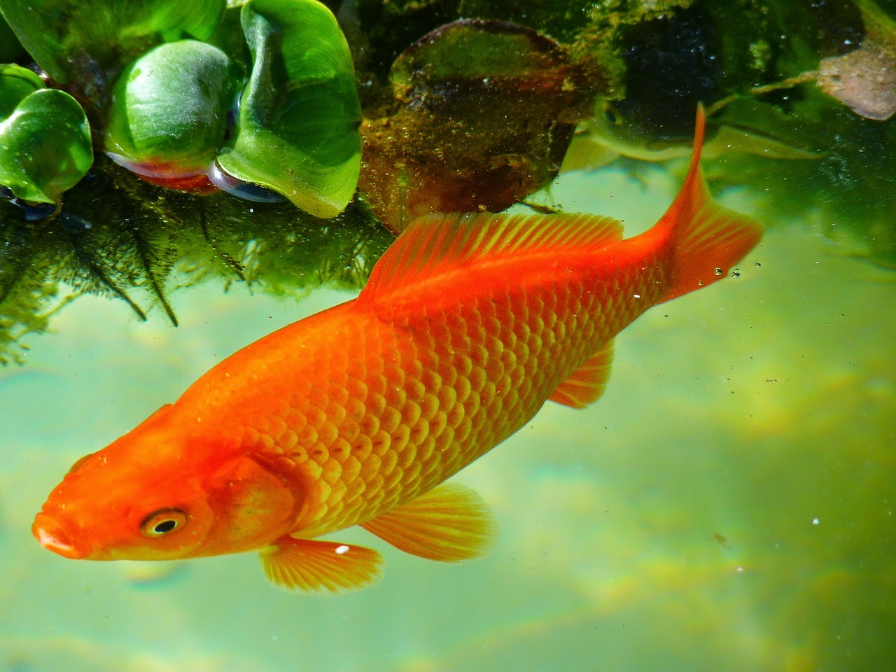 Gambar Ikan Tombro Merah