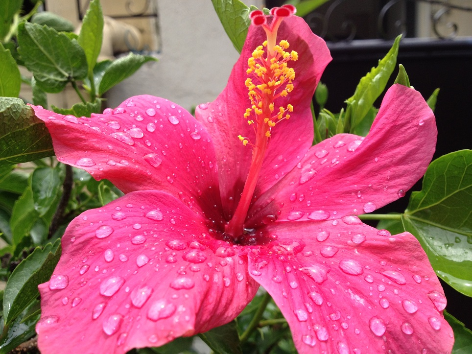 Graceful Gumamela Mommy's Little Corner