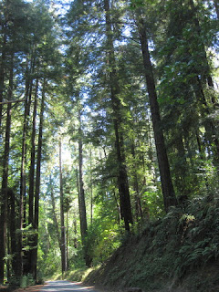 Aldercroft Heights Road passes through the redwood forest, Los Gatos, California
