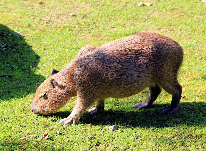 Capybara - Largest Rodent