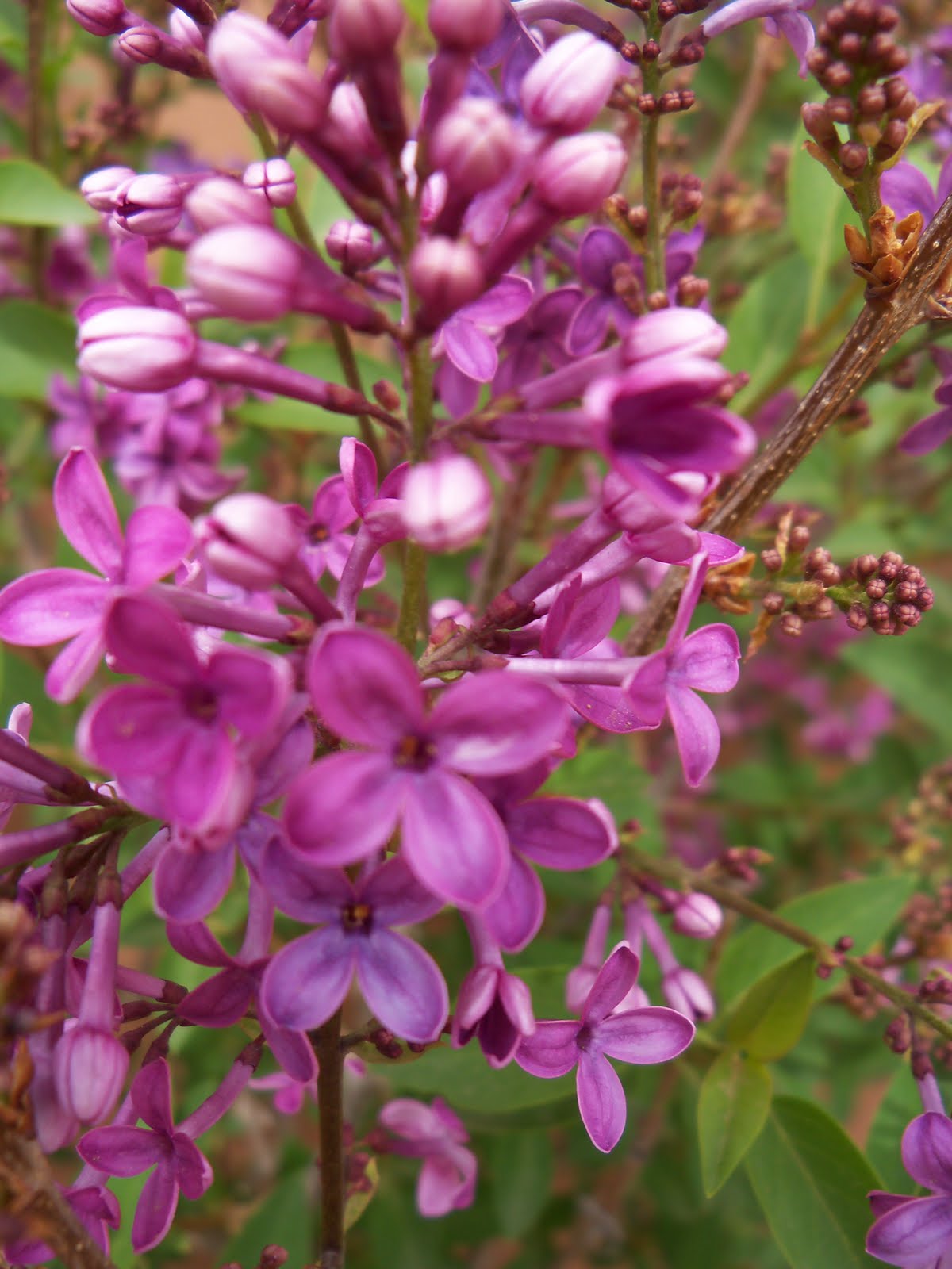 Tumbleweed Crossing Lilac Blossoms