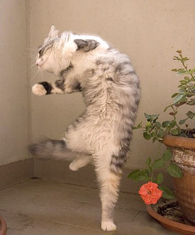 Image result for happy cat dancing