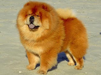 chow chows